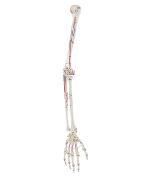 Arm skeleton with muscle markings