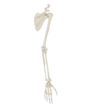 Arm skeleton with shoulder girdle