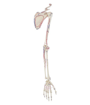 Arm skeleton with shoulder girdle, with muscle markings