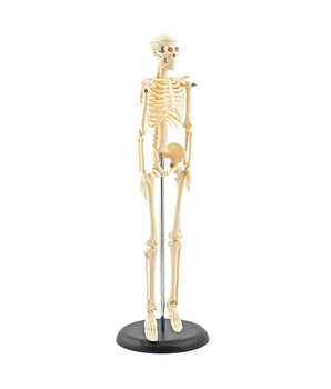 Fetal skeleton, 30th week