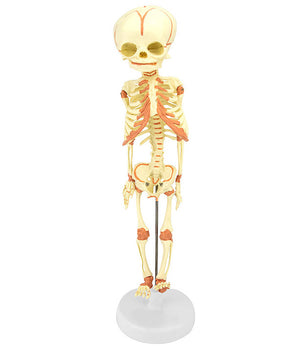 Fetal skeleton, 30th week