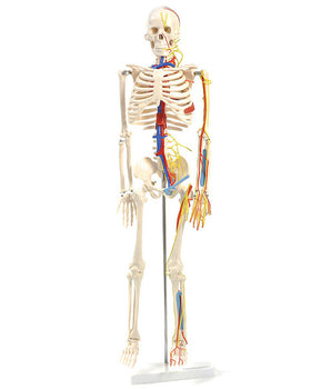 Squelette anatomique avec nerfs et vaisseaux
