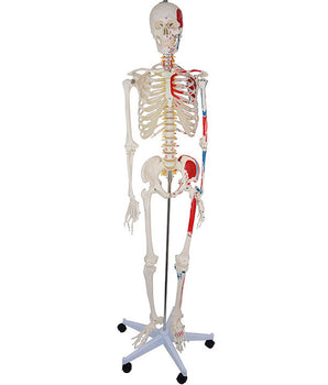 Squelette "Max" mobile, avec marquages ​​musculaires et ligaments 