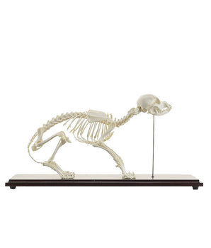Real dog skeleton