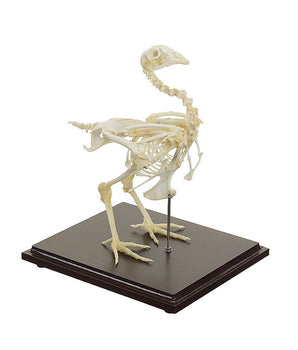Real chicken skeleton