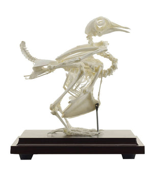 Véritable squelette de pigeon