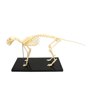 Plastic cat skeleton