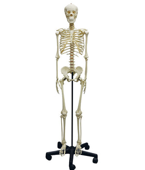 Skeleton Model I