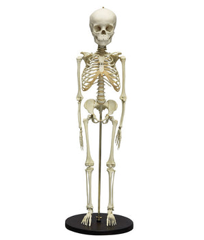 Child skeleton, 5 years