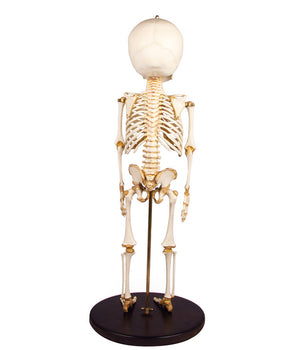 Child skeleton 14 to 16 months