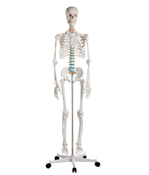 School skeleton "Oscar"