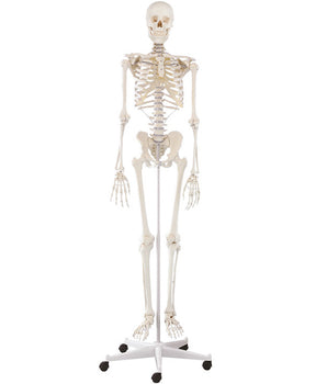 Squelette "Willi"
