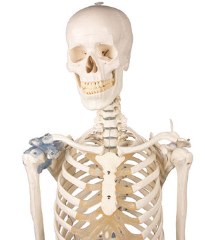 “Otto” skeleton with ligaments