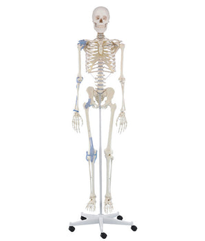“Otto” skeleton with ligaments