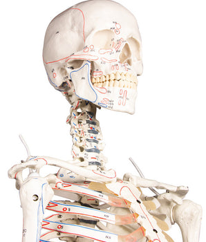 Squelette "Arnold" avec des marques musculaires