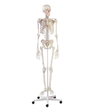 Skeleton "Arnold" with muscle markings