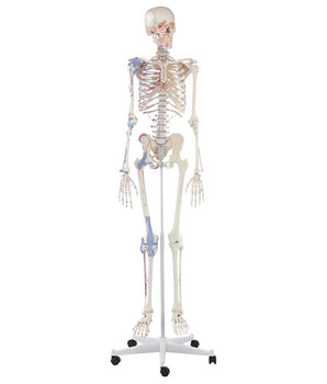 Squelette "Bert" avec marques musculaires et ligaments