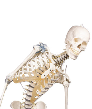 Skeleton "Toni" movable, with ligaments