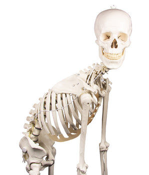 Squelette "Hugo" avec colonne vertébrale mobile 