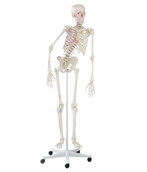 Skeleton "Peter", articulated, with muscle markings
