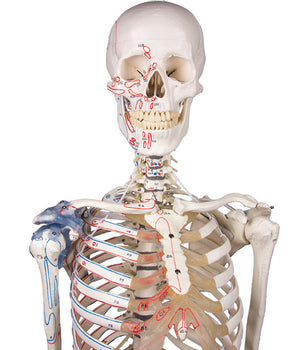 Skeleton "Max" movable, with muscle markings and ligaments