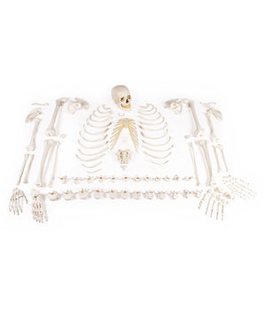 Squelette, non assemblé (collection d'os)