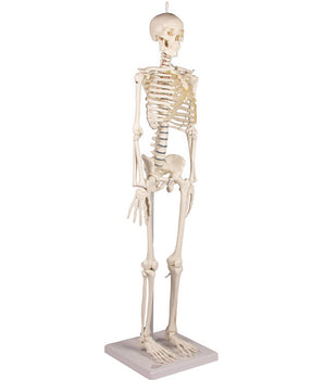 miniature skeleton