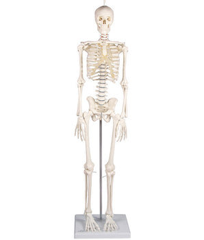 squelette miniature