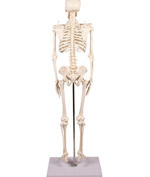 Squelette miniature II