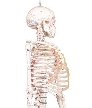 Miniature skeleton with muscle markings