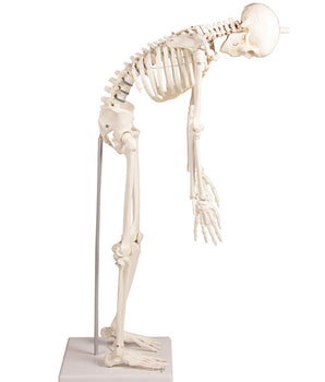 Squelette miniature avec une colonne vertébrale mobile