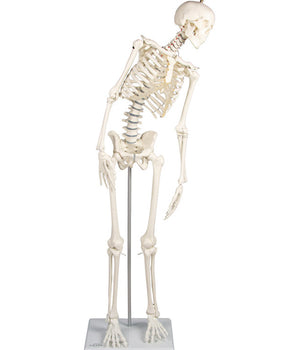 Miniature skeleton with a movable spine