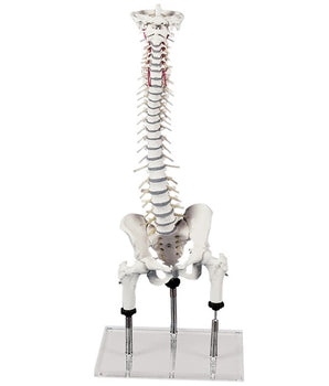 Spine to demonstrate malpositions