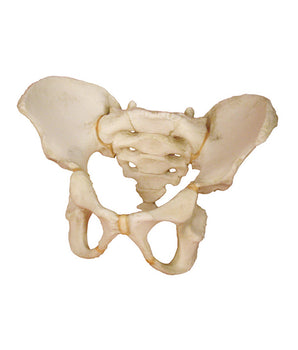 Children's pelvis model of a 5-year-old child