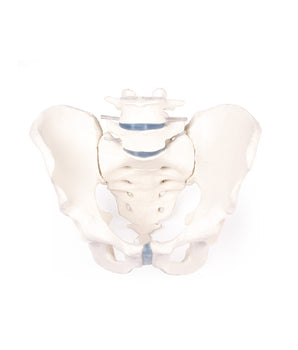 Male pelvis model with sacrum and 2 lumbar vertebrae