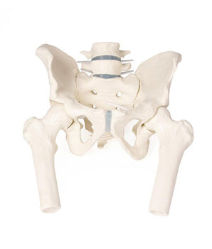 Male pelvis model with sacrum, 2 lumbar vertebrae and upper