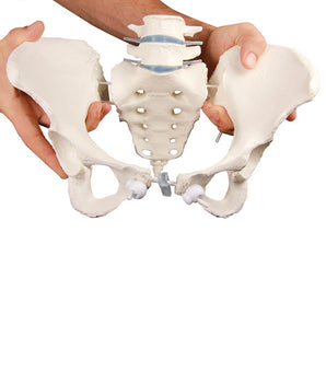 Female pelvis model with sacrum and 2 lumbar vertebrae
