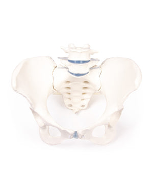 Female pelvis model with sacrum and 2 lumbar vertebrae