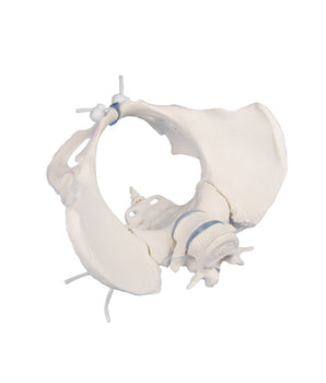 Female pelvis model with 2 lumbar vertebrae, flexible