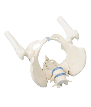 Female pelvis model with sacrum, 2 lumbar vertebrae and thigh stumps