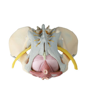 Modèle de bassin féminin avec ligaments, nerfs et plancher pelvien