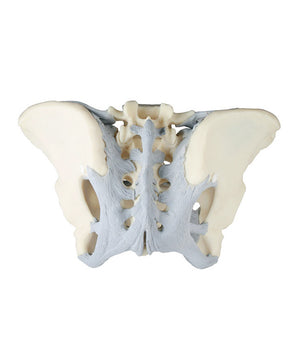 Female pelvis model with ligaments