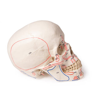 Modèle de crâne, en 3 parties, avec marquages ​​musculaires