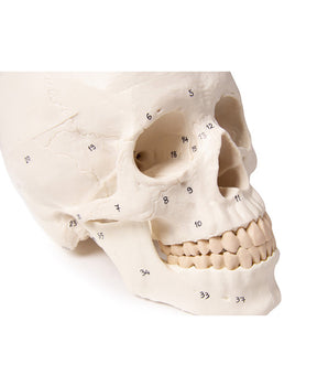Crâne modèle 3 parties et numéroté