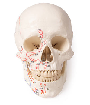 Modèle de crâne, en 3 parties, avec marquages ​​musculaires