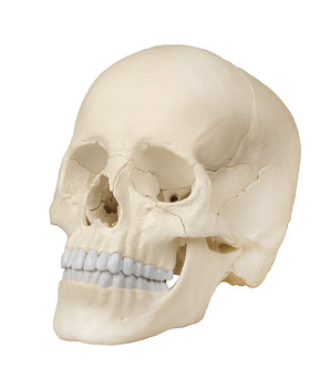 Osteopathy skull model, 22 parts, anatomical design