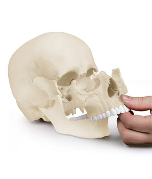 Modèle de crâne d'ostéopathie, 22 parties, conception anatomique