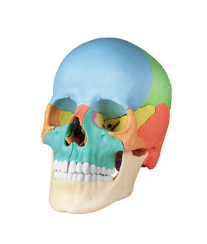 Osteopathy skull model, 22 parts, didactic design