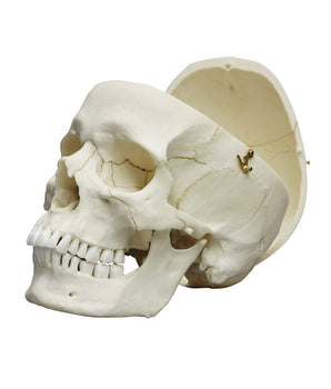 adult skull ♂