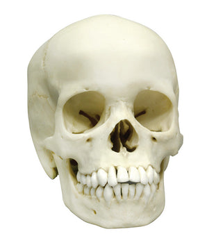 Human skull, 13 year old